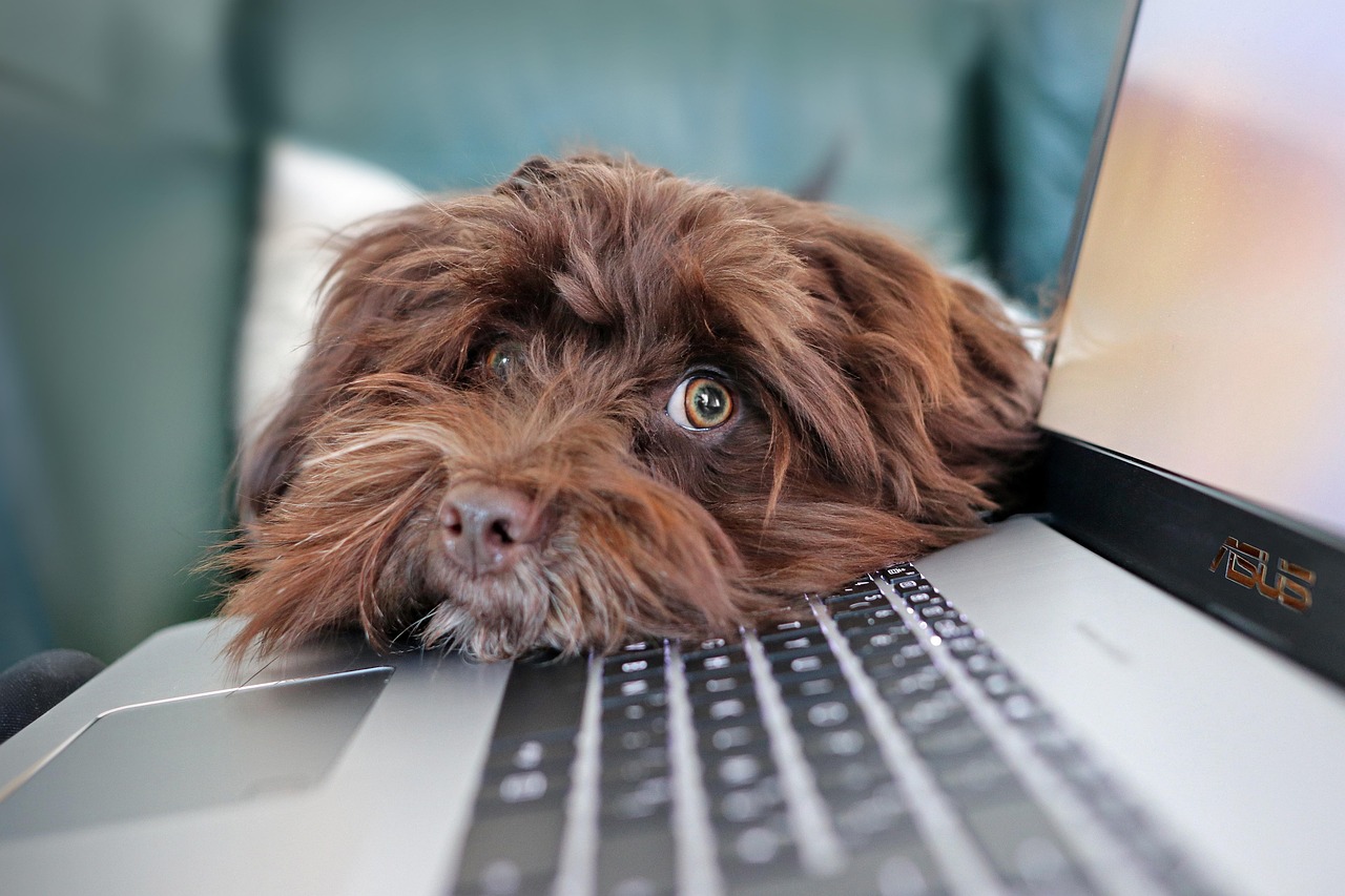 dog, containment, telework, nature, bichon, havanese, animal, pet, cute, laptop, keyboard, computer science, reflection, animals